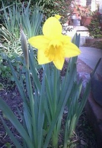 Spring time cheer...a daffodil blooms! photo by: my mom, Sharon Hagstrom.